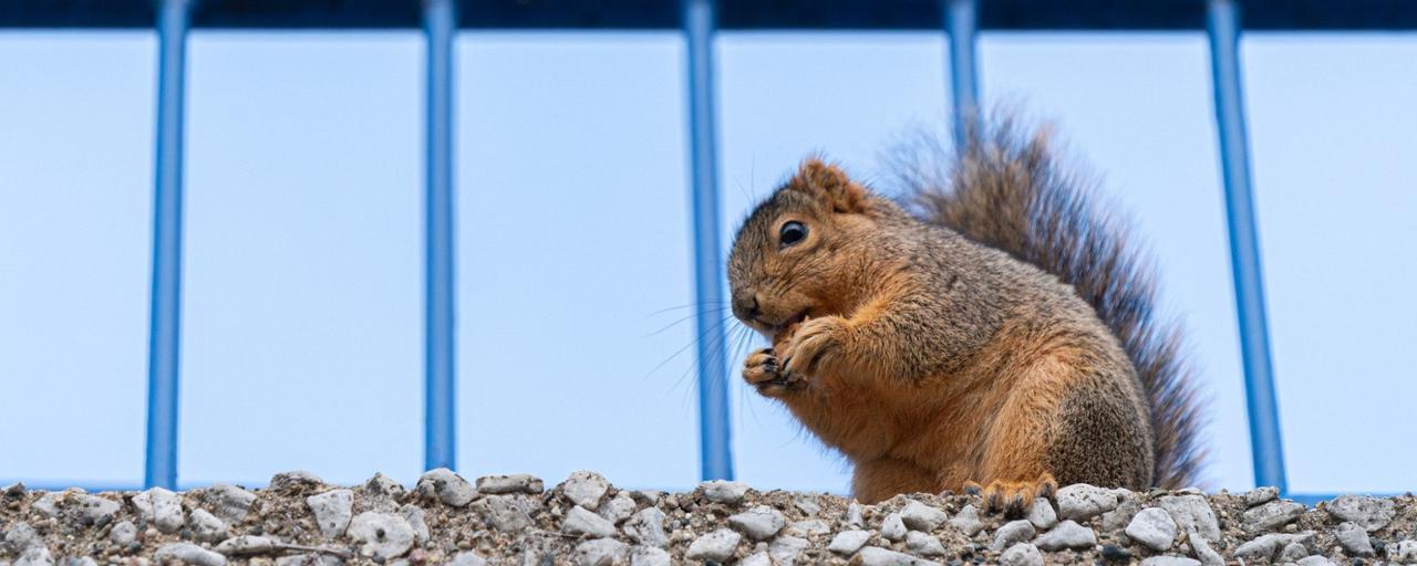 Cute little squirrel eating a nut on the blue bridge